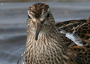 Pectoral Sandpiper