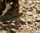 Purple Emperor 19th June 2007