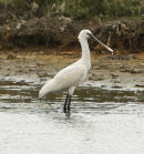 Spoonbill