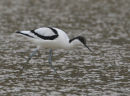 Avocet