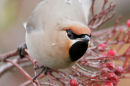 Waxwing