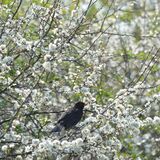 Blackbird in blossom