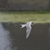 Common Tern