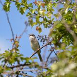 Whitethroat
