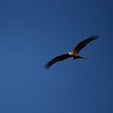 Nature and Environmental