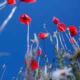Poppies