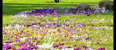 South Inch Perth in Bloom