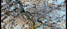 Frosty Tree