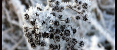 Frosted Plant