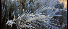 Freezing plant