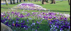 Marshall Place in Spring