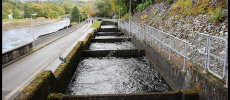 The Fish Ladder at Pitlochry Dam