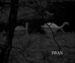 Swan