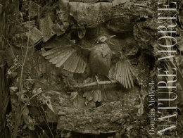 Nature Morte