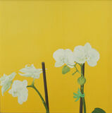 Janet Buckle white orchid