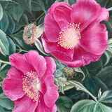 Helen Tucker