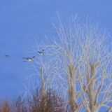 179-Bare Trees With Woodpigeons.JPG