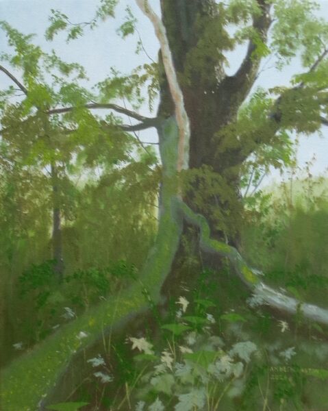 182-Storm-Damaged Tree.JPG