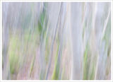 Birch Wood Dream