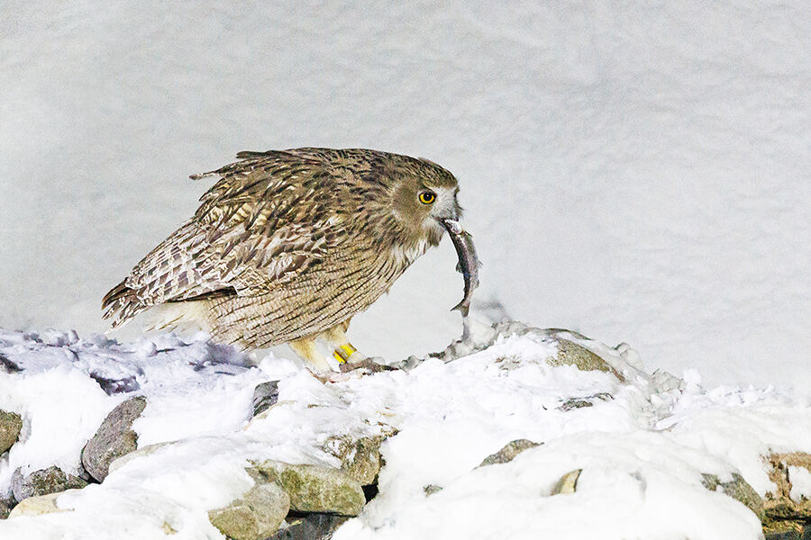 Blakiston Fish Owl