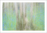 Bluebell Time