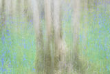 BLUEBELL TIME