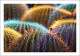 Cactus-4