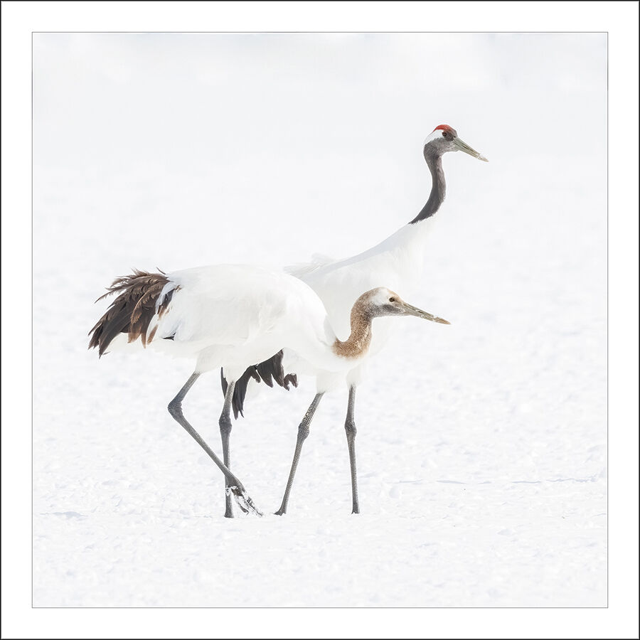 Red-Crowned Crane Pair