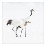 Red-Crowned Crane Pair