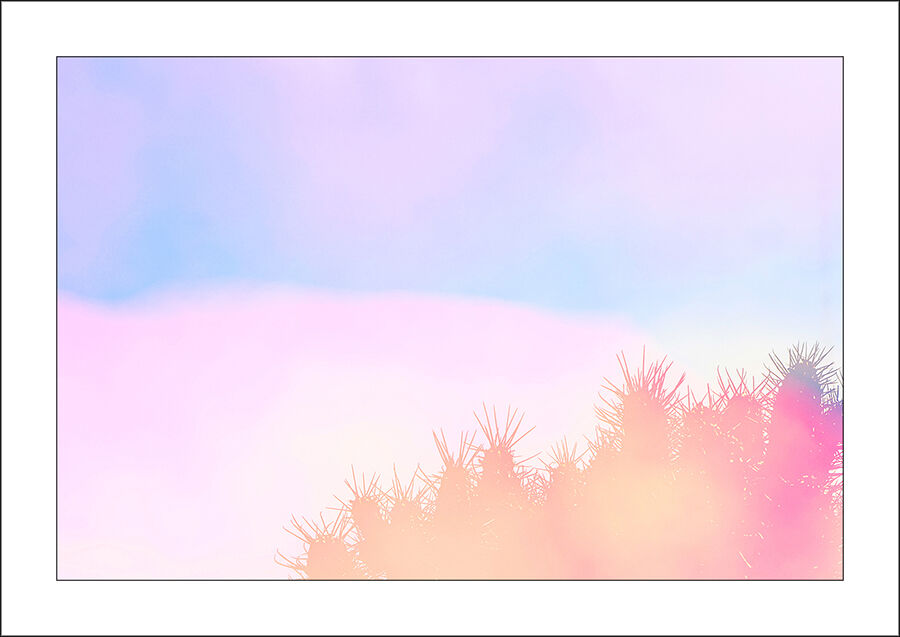 Cactus-6