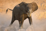 ELEPHANT TANTRUM