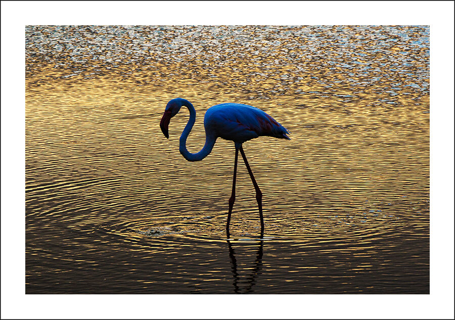 Flamingo In The Blue Hour