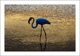 Flamingo In The Blue Hour