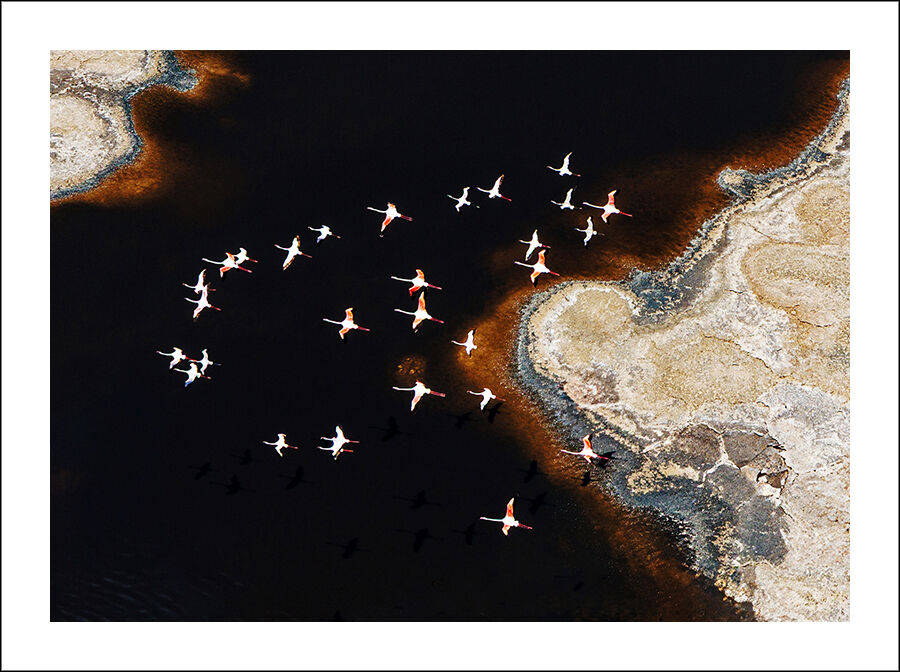 Flamingos In Flight