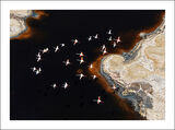 Flamingos In Flight