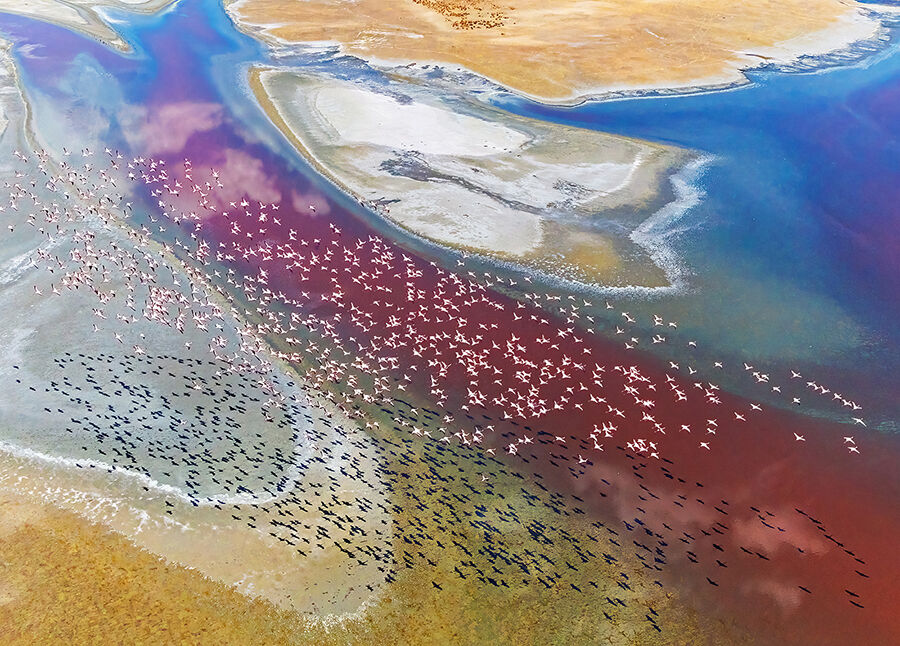 FLAMINGOS OVER LAKE MAGADI Best of Show (Arial Theme), Beyond Group (England)
