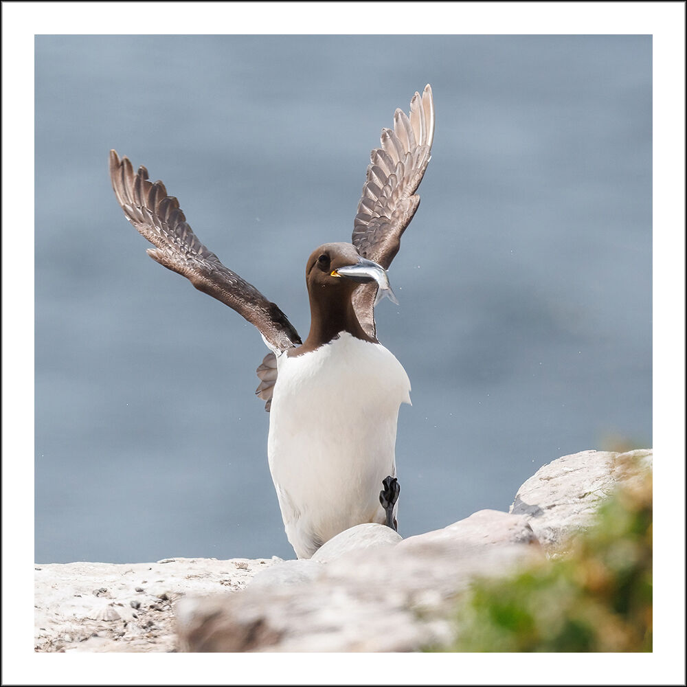 Guillemot Success