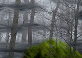 Mystic Wood