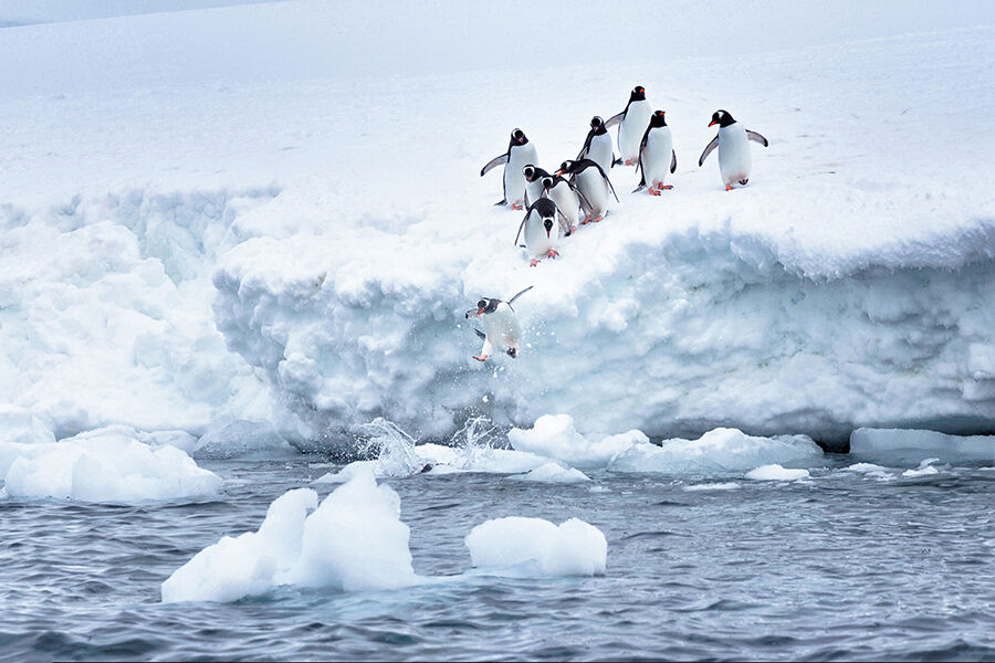 PENGUIN PLUNGE: French Digital Tour, 2025