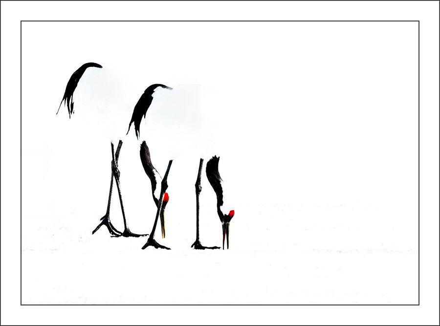 Red-crowned Cranes Feeding