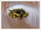 Seaweed Swirl
