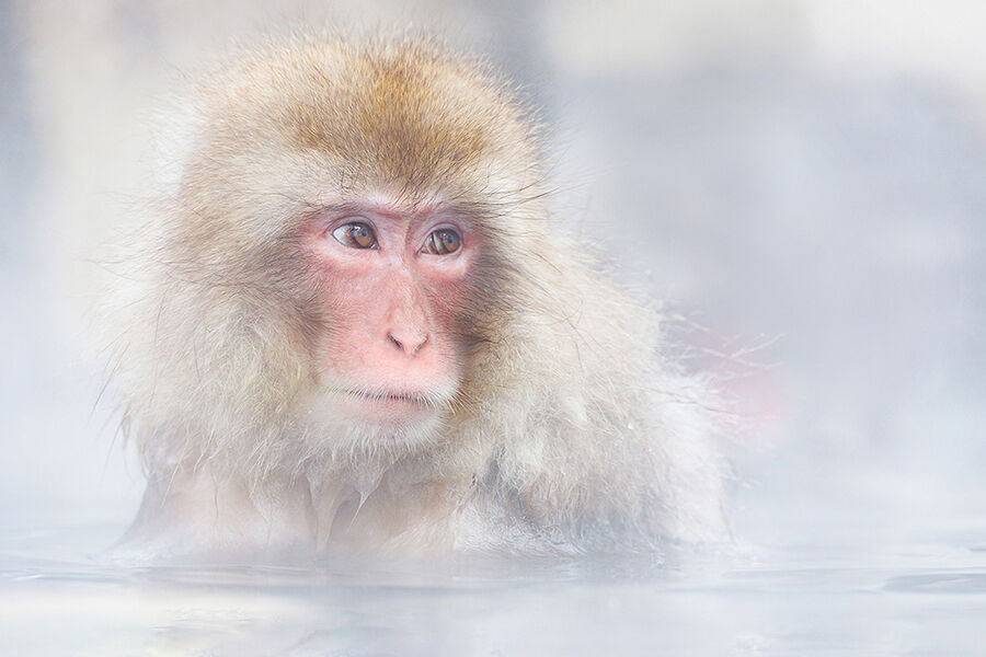 Snow Monkey Warming Up