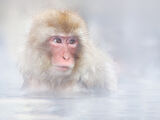 SNOW MONKEY WARMING UP Best of Show, Northern Counties Federation (England) 2026
