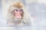 Snow Monkey Warming Up