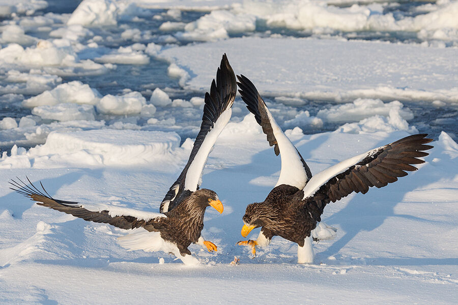 Steller's Eagles Fighting For The Prize
