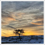 Sunset Tree