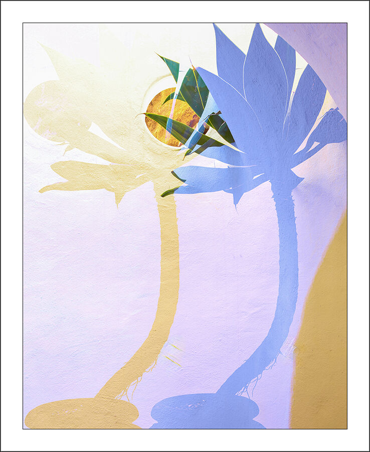 Agave Shadow