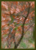 Woodland Colour Burst