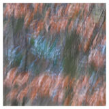 Leaf Colours
