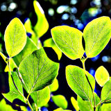 Leaves in sharp contrast